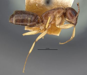 Media type: image;   Entomology 21531 Aspect: habitus lateral view